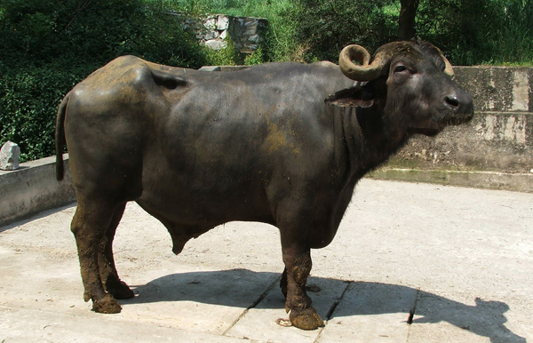 三品种杂交水牛